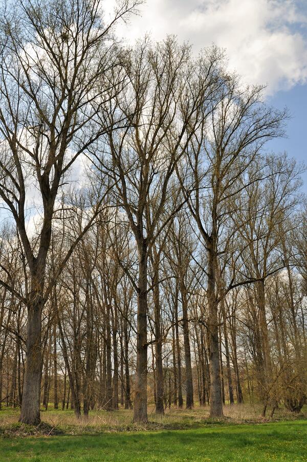 Ganze Generationen - Schwarzpappeln stehen oft in Gruppen beieinander.