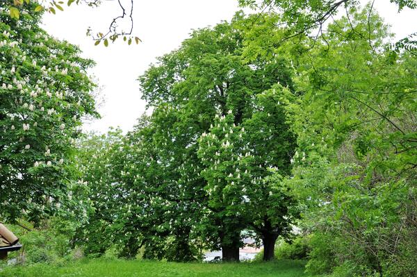 Bild vergr&ouml;&szlig;ern: Die Rosskastanien oberhalb von Igersheim bei der Kapelle.