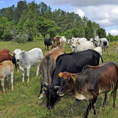 Beweidung durch Zebus am Apfelberg (Gamburg): Besonders f�r gro�e, zusammenh�ngende Naturr�ume sind extensive Weidekonzepte sinnvoll. Durch eine Beweidung entstehen Mosaike eng verzahnter Kleinstrukturen und verschiedener Biotoptypen, die zu stabilen �kosystemen f�hren.