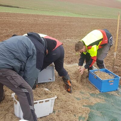 Archewiesen-Projekt des Regierungspr�sidiums Stuttgart in Zusammenarbeit mit dem Kommunalen Landschaftspflegeverbandes Main-Tauber e.V.: Lokal mit dem E-Beetle geerntetes, einheimisches Saatgut einer artenreichen Wiese wird im Herbst 2020 auf einer artenarmen Fl�che im Naturschutzgebiet Brachenleite ausgebracht.