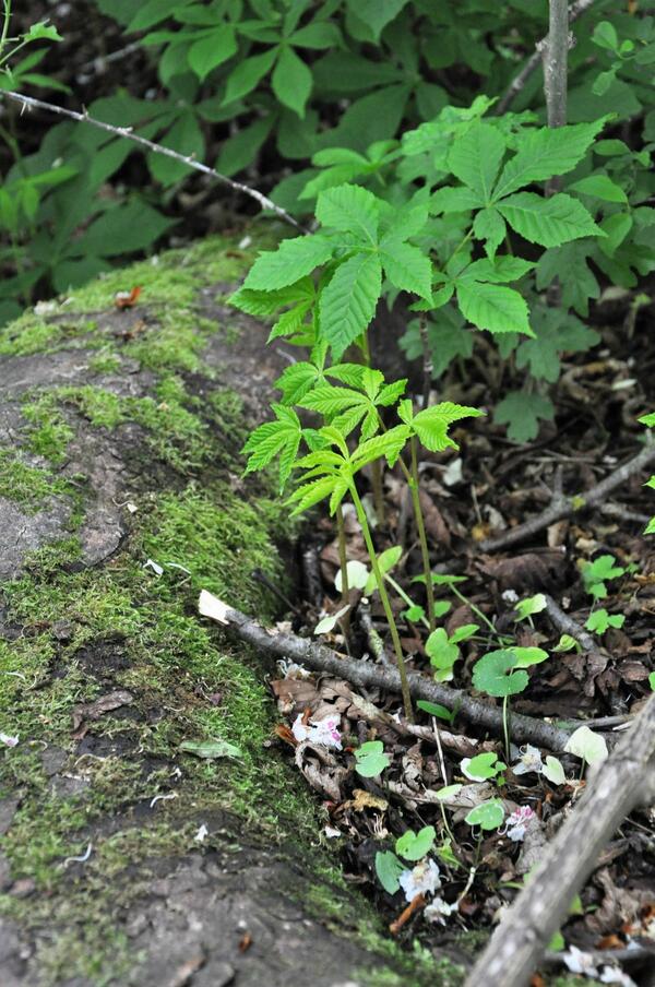 Im Schatten einer großen Rosskastanie wächst bereits der junge Wald heran. Auffallend sind die fingerförmig gefiederten Blätter.