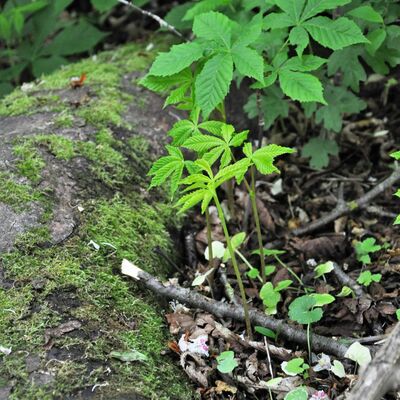 Im Schatten einer groen Rosskastanie wchst bereits der junge Wald heran. Auffallend sind die fingerfrmig gefiederten Bltter.