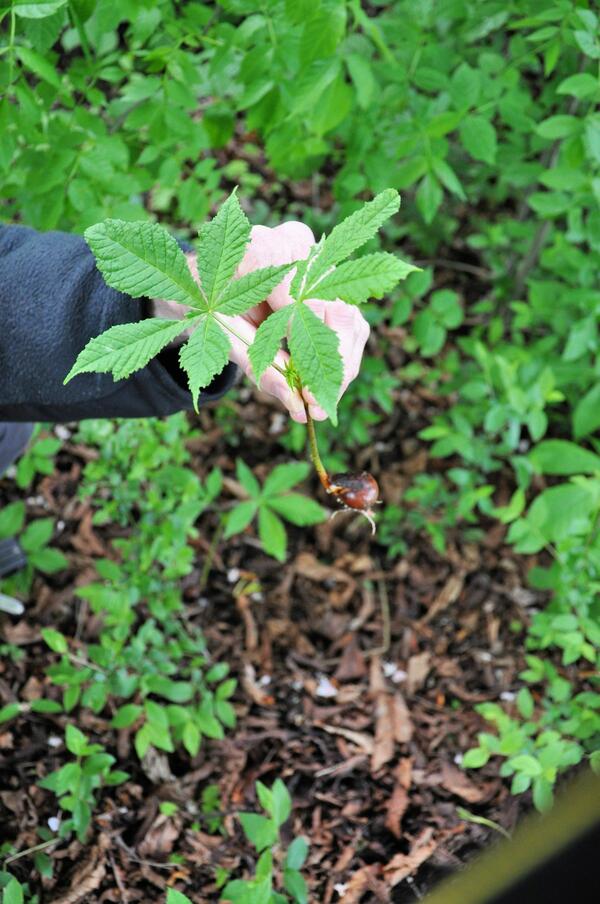 Bild vergr&ouml;&szlig;ern: Hier schön zu erkennen: Aus einer Kastanie (Frucht) wächst ein neuer Baum.