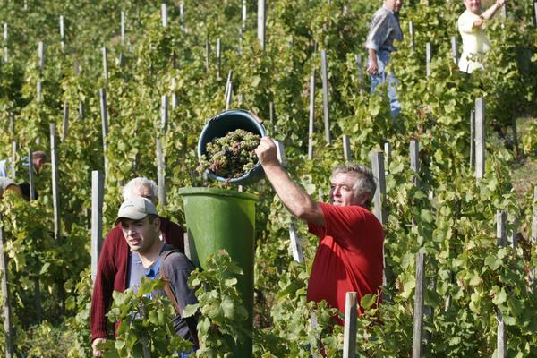 Weinlese im R�ttinger Feuerstein: In der Ferienlandschaft "Liebliches Taubertal" steht die Weinlese kurz bevor. Radler, Wanderer und Weininteressierte sind eingeladen, die Szenerie der Weinlese und das in der Natur bunter werdende Tauber- und Maintal bei 