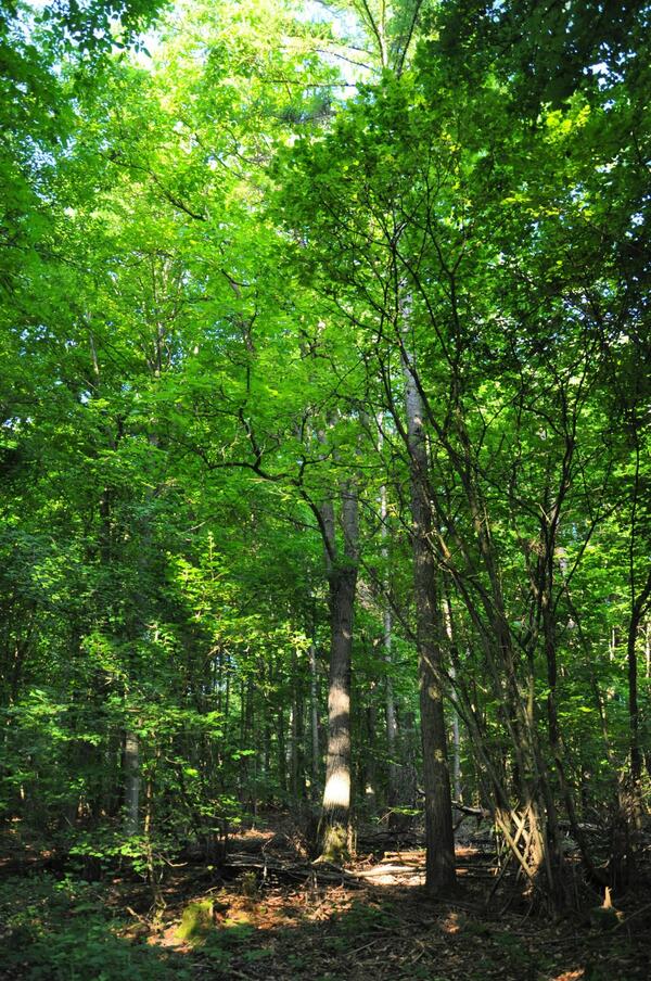 Der Walnussbaum im Wald bei Edelfingen ist etwa 40 Jahre alt.