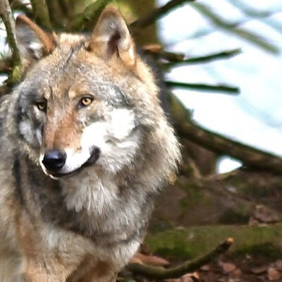 Bild vergr&ouml;&szlig;ern: Wolfsprävention - Herdenschutz im Main-Tauber-Kreis