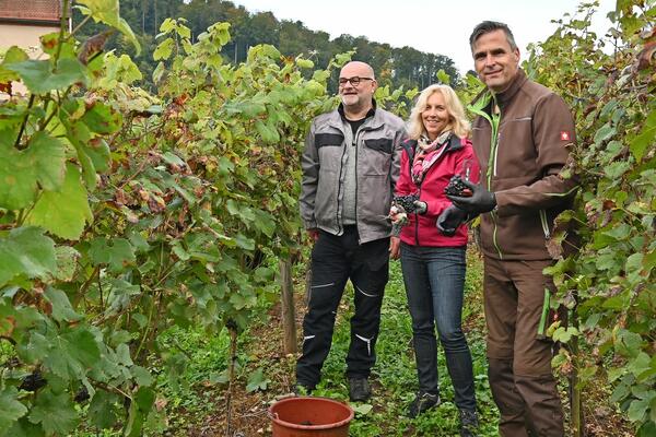 Bei der Weinlese am Kloster Bronnbach: Betriebsleiter Peter Arnold vom Weingut Frst Lwenstein, Dezernentin Ursula Mhleck und Kulturamtsleiter Frank Mittnacht. 