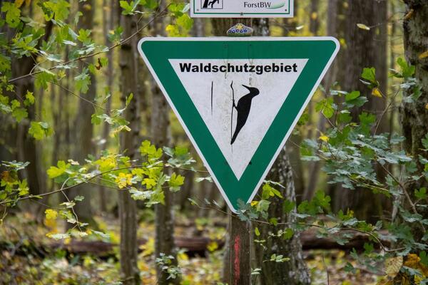 Das Schild kennzeichnet das Waldschutzgebiet: Johannes Volmer, Trainee im Forstamt des Landratsamtes Main-Tauber-Kreis, hat sein Abschlussprojekt der Entwicklung des Naturschutzgebietes Stammberg in Tauberbischofsheim gewidmet.