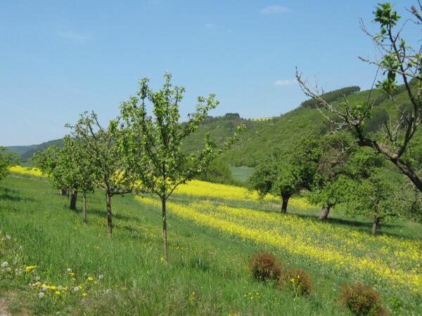 Projekte im Bereich Landschaftspflegerichtlinie (LPR) greifen auch in LEADER, wenn es um Vorhaben des ffentlichen Interesses zur Erhaltung der Kulturlandschaft, der Biotop- und Landschaftspflege sowie des Artenschutzes geht.