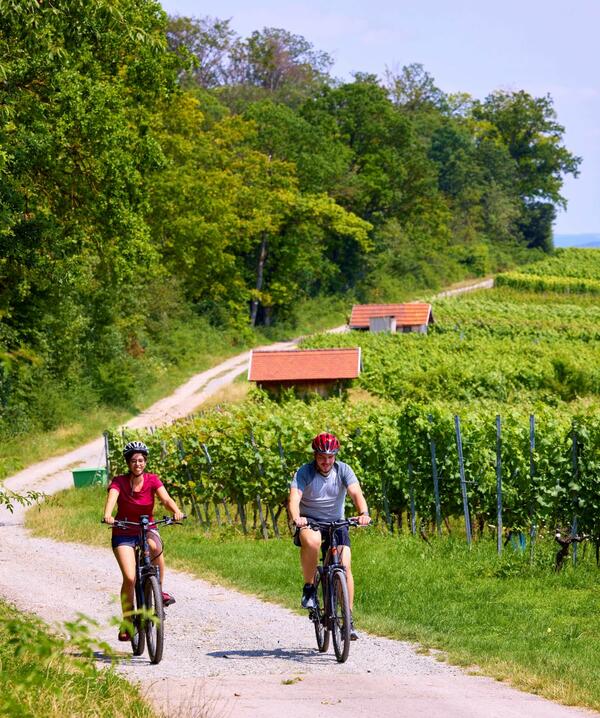 Radfahrer im Weinberg "Hoher Herrgott" in Külsheim: Die Wein-Radreise führt durch zahlreiche Weinlagen und Weinorte im "Lieblichen Taubertal". 