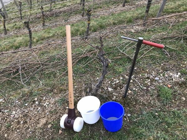 Werkzeug zur Entnahme von Bodenproben f�r den Nitratinformationsdienst auf einer Rebfl�che im Wasserschutzgebiet.