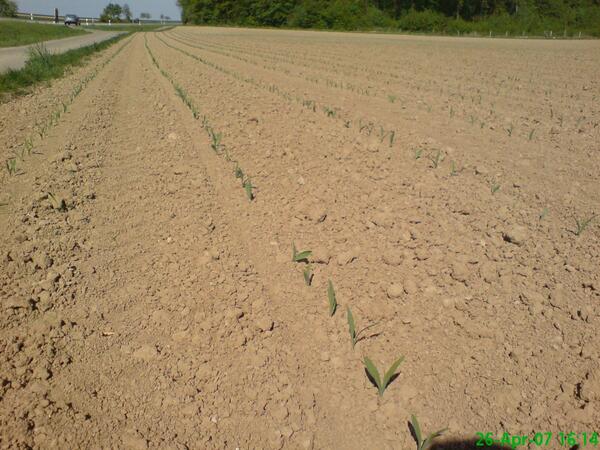 Maisschlag im Frühjahr im Main-Tauber-Kreis: Ab Montag, 23. Mai, haben die Sammelstellen für die Annahme von Bodenproben von Maisflächen geöffnet.