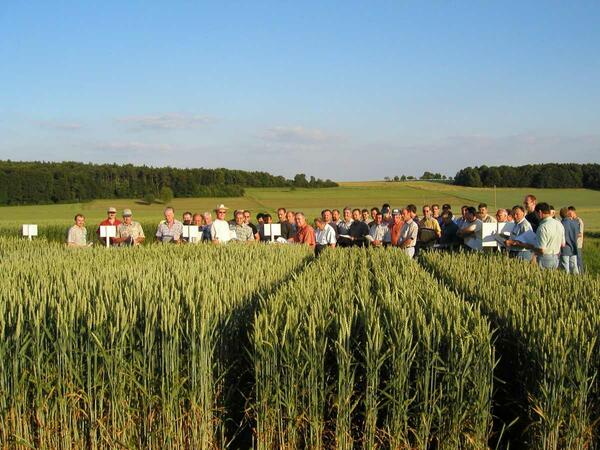 Versuchsfeldfhrung an Weizenparzellen auf dem Zentralen Versuchsfeld Boxberg-Schwabhausen: In diesem Jahr stehen im Juni wieder drei solche Rundgnge an. 