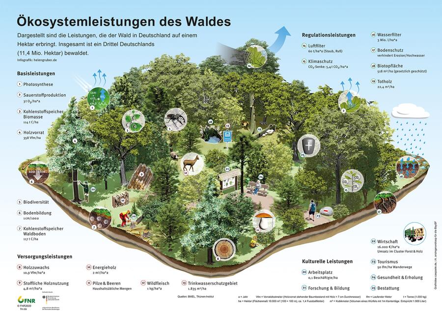 Ökosystemleistungen des Waldes