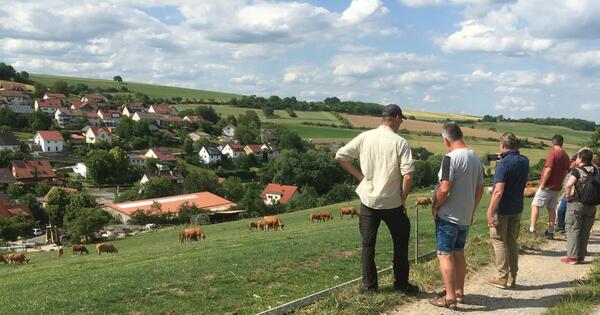 Limousin-Rinder auf der Weide in Stuppach: Eine Arbeitsgruppe der Bio-Musterregion informiert sich ber die Weidehaltung.