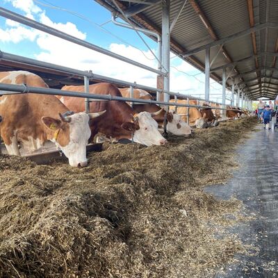 Vllig unbeeindruckt zeigten sich die Bewohnerinnen des Milchviehstalls von den zahlreichen Besucherinnen und Besuchern am Tag der offenen Tr auf dem Heuwiesenhof in Gissigheim.