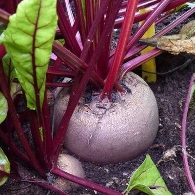 Bereits im Garten bringt die Rote Bete Farbe ins Beet.