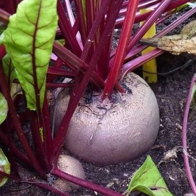 Bereits im Garten bringt die Rote Bete Farbe ins Beet.