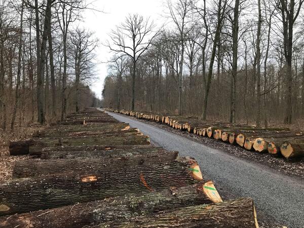 Die Stmme werden in Reihe und Glied auf dem Submissionsplatz Roggenberg in Bad Mergentheim prsentiert: Die Taubertal-Submission hat vor kurzem stattgefunden. 