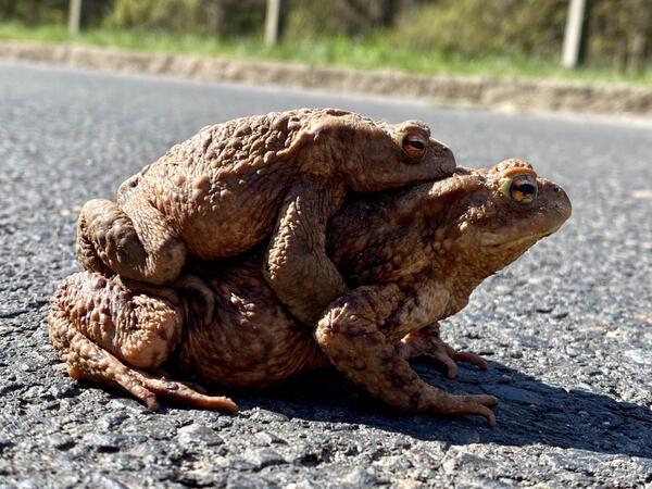 Erdkr�ten auf Wanderschaft: Die prognostizierten Nachttemperaturen mit Regen lassen ein schnelles Einsetzen der Amphibienwanderung erwarten. 