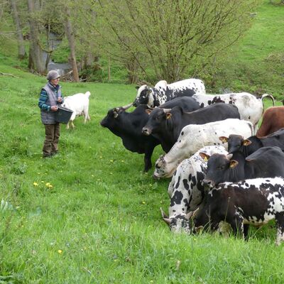 Gabriele Asprion-Flad vom Zebuhof Gamburg informierte ber Besonderheiten der Landschaftspflege mit Zeburindern im Amorsbachtal.