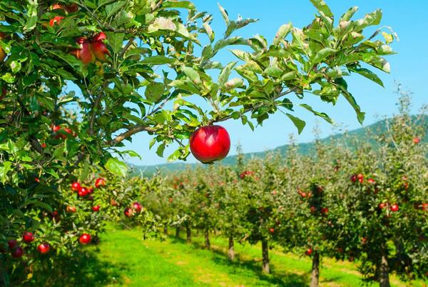 Das Foto zeigt den Blick auf eine Streuobstwiese. Ein voller Erfolg war erneut das Projekt »Kostenfreie Schnittgutannahme« für Bürgerinnen und Bürger aus dem Main-Tauber-Kreis. Über 2000 Kubikmeter Streuobstbaumreisig wurden im Zeitraum von Januar bis April dieses Jahres an den fünf kreiseigenen Grüngutplätzen des Landkreises abgegeben.