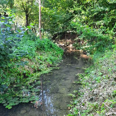Bild vergr&ouml;&szlig;ern: Das Foto zeigt den Hachteler Bach im gleichnamigen Stadtteil von Bad Mergentheim: In Flüssen und Bächen wird aktuell das Wasser knapp, das Landratsamt schränkt deshalb die Entnahme per Allgemeinverfügung ein.
