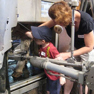 Beim Besuch des Milchbauernhofs Schreck in Gissigheim durften die Kinder der Siegerklassen unter Anleitung von Daniela Schreck Melkversuche an einer echten Kuh am Melkroboter machen.